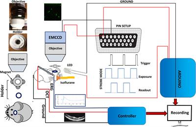 Monitoring Visual Cortical Activities During Progressive Retinal Degeneration Using Functional Bioluminescence Imaging